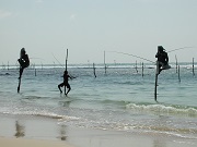 Bild Stelzenfischer auf Sri Lanka