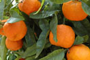 Bild Orangen Mallorca